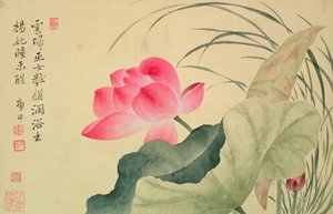 莲花，由Yun Shou-P&39;ing（1633-90），来自&39;鲜花专辑&39;，（wc在丝绸背纸上）